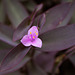 Purple Hearts (Setcreasea pallida) blossom