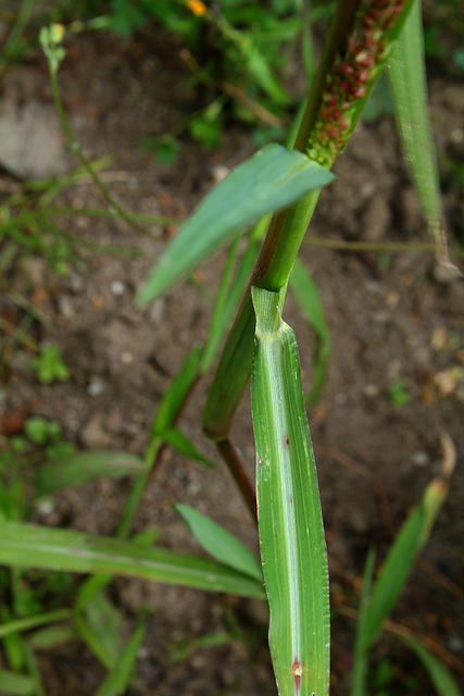 Echinochloa (4)