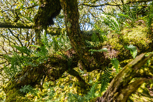 Wistman's Wood - 20140811