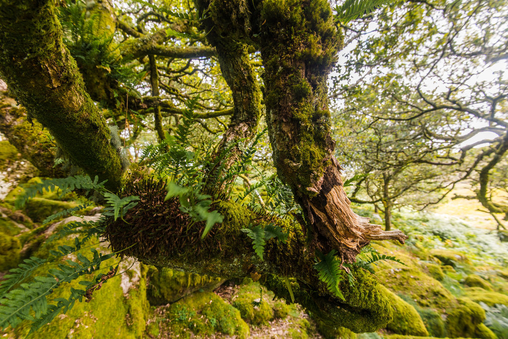 Wistman's Wood - 20140811