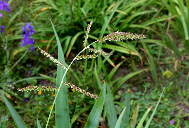 Echinochloa