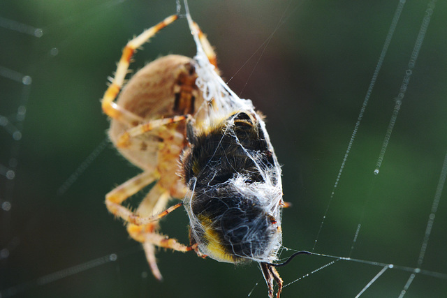 My resident Spider wraps up a Bumble Bee!!