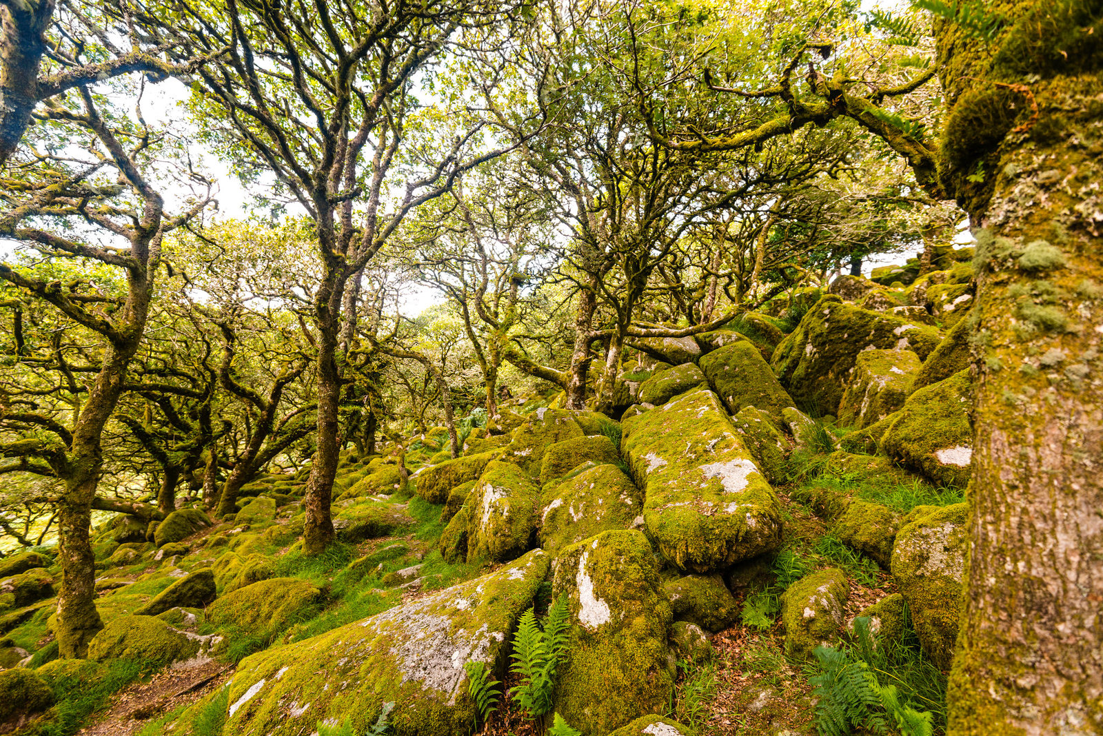 Wistman's Wood - 20140811