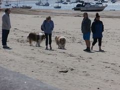 Gorgeous dogs going for a walk