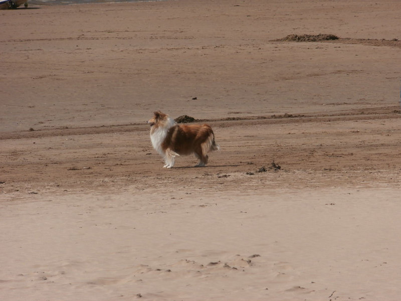 Lovely Shetland sheepdog