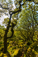 Wistman's Wood - 20140811