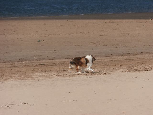 The other Shetland having a run