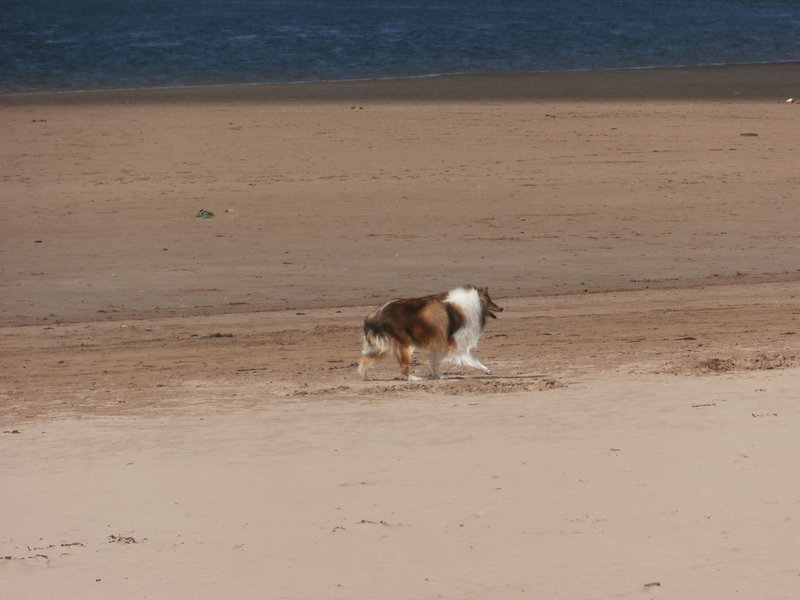 The other Shetland having a run
