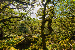 Wistman's Wood - 20140811