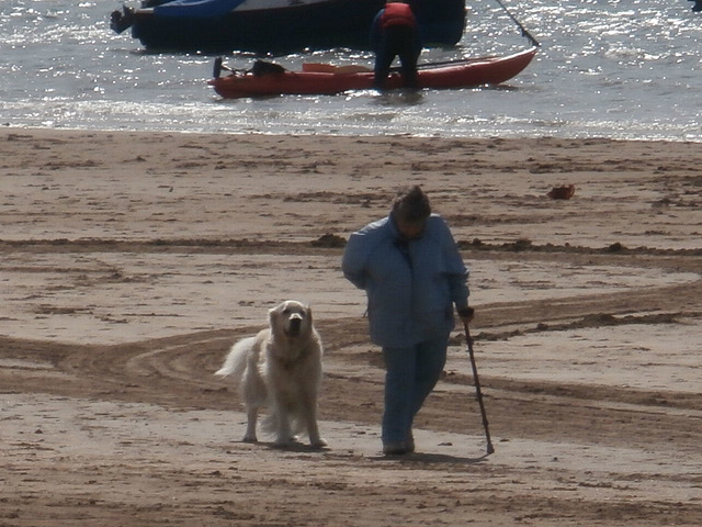 Serene retriever accompanying his master