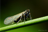 Planthopper