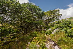 Wistman's Wood - 20140811