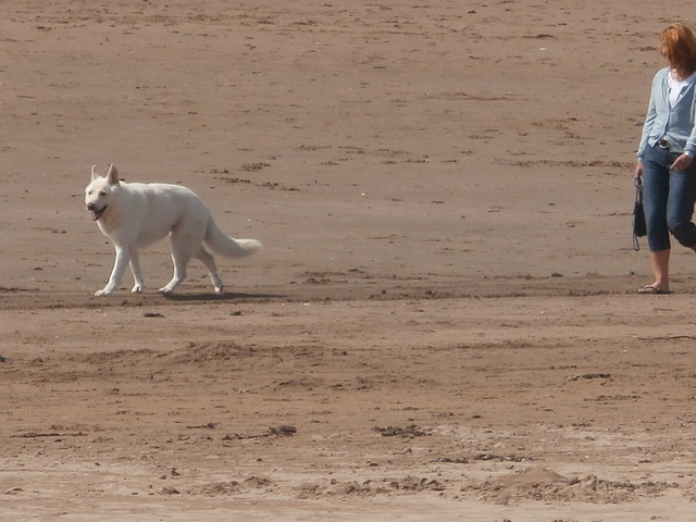 A lovely white alsatian enjoying his walk