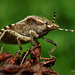 Dolycoris baccarum