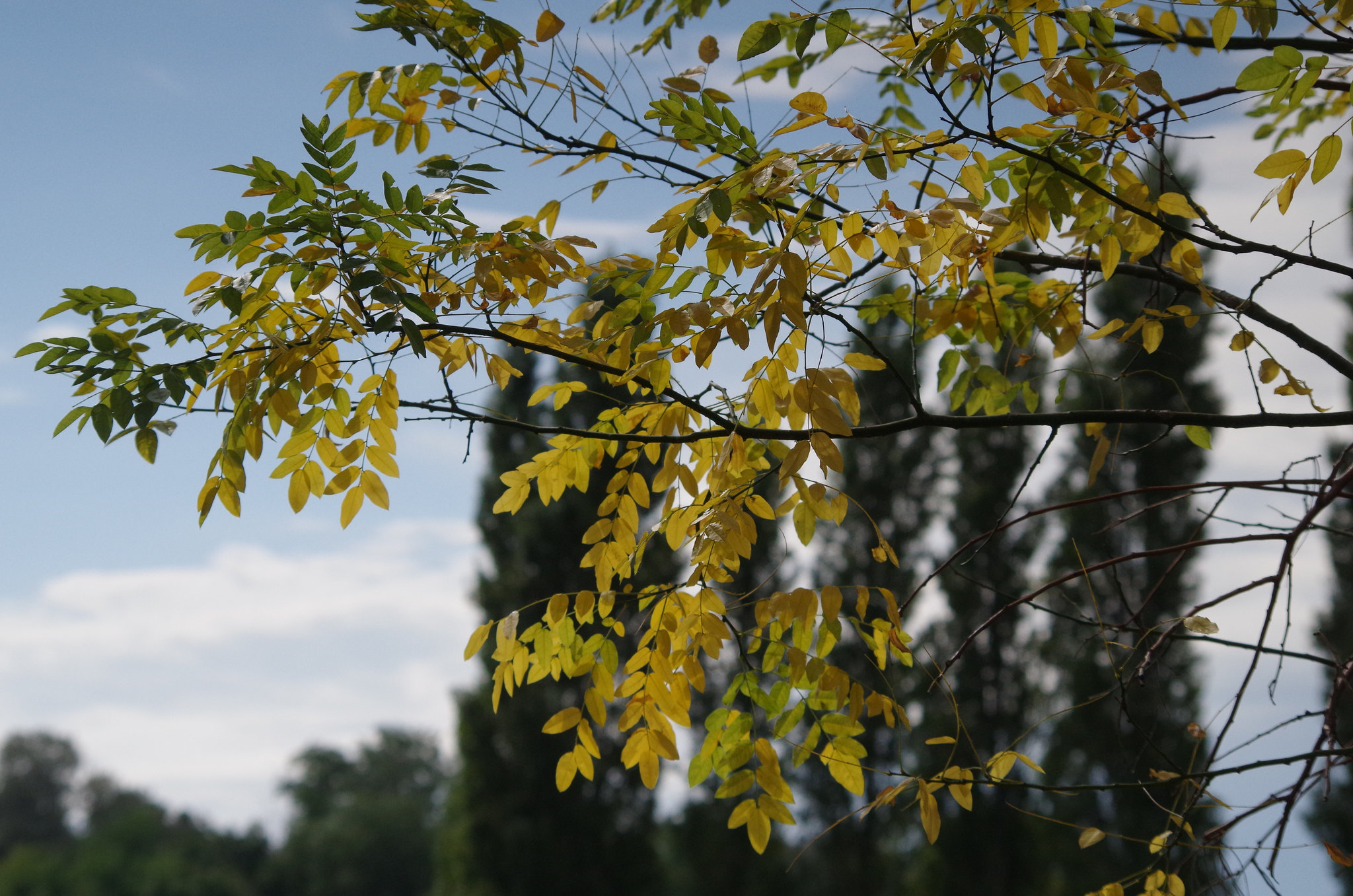 rideau ... de feuilles