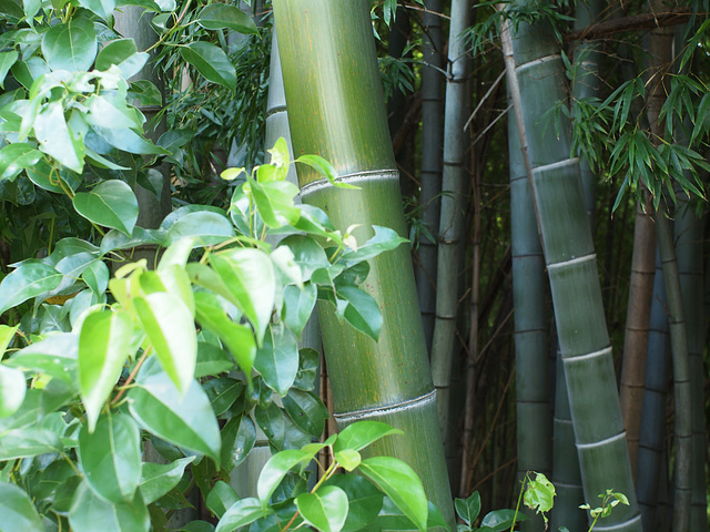 Bamboo green_2