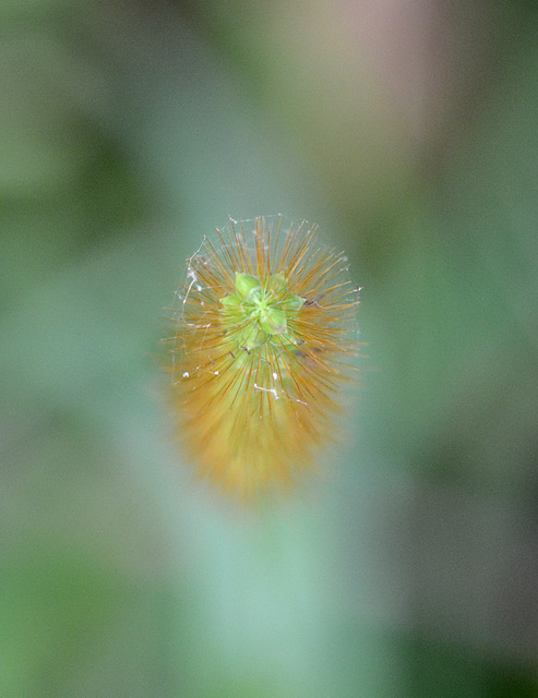 Foxtail from above