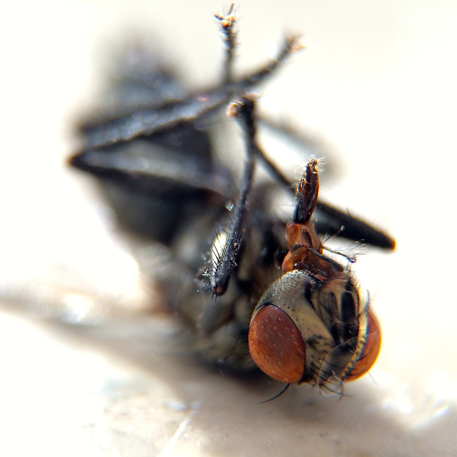 Memento mori
