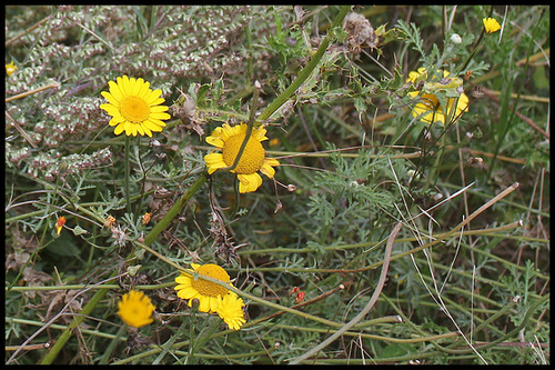 Anthemis tinctoria