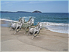 Chevaux d'écume sur la plage.