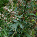 Artemisia vulgaris -Armoise