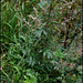 Artemisia vulgaris -Armoise (5)