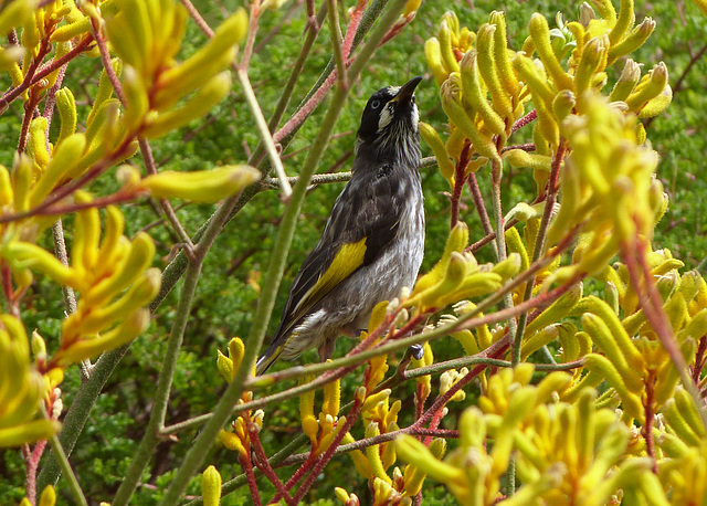 The new holland honey eater