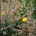 Artemisia vulgaris -Armoise (3)