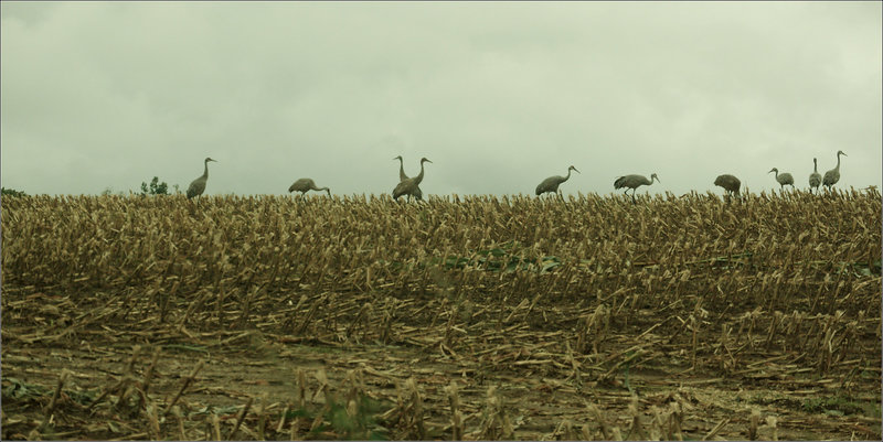 Nine Sandhill Cranes