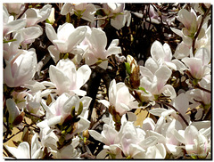 Dettaglio-Magnolia