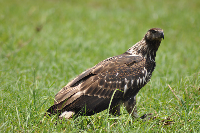 Komuna buteo