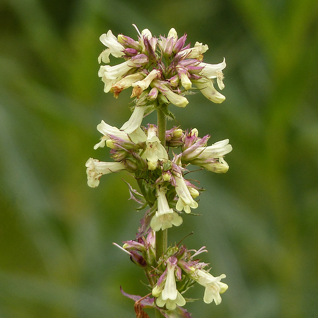 Yellow Penstemon