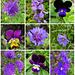 Floroj en mia ĝardeno...Flowers in my garden...