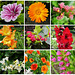 Floroj en mia ĝardeno...Flowers in my garden...
