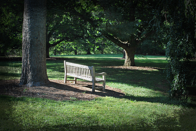 The Bench