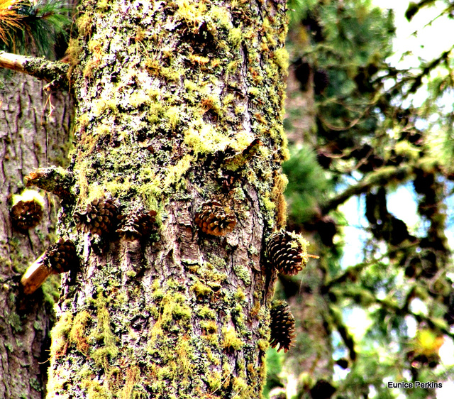 Pine Cones on Trunk