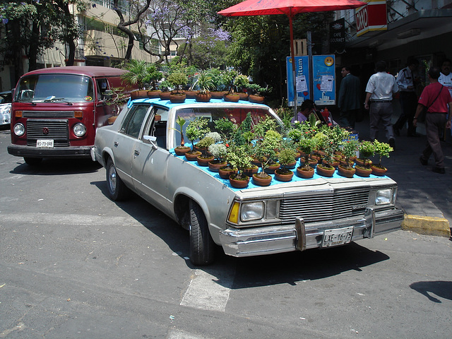 Auto bonsaï / Bonsaï car.