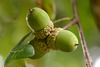 Acorn season