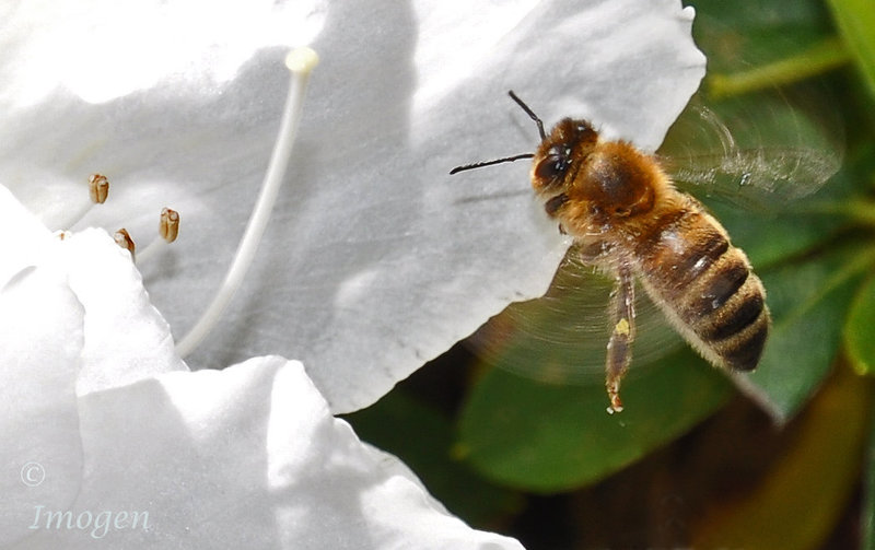 Bee helicopter