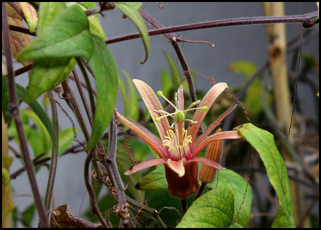 Passiflora 'Betsie Greijmans'