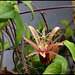 Passiflora 'Betsie Greijmans'