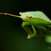 Palomena prasina nymph