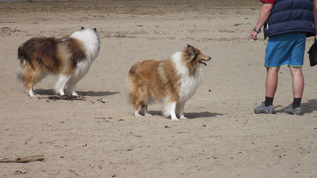 Two lovely Sheltland sheepdogs looking all nice and tidy - then they went into the sea..