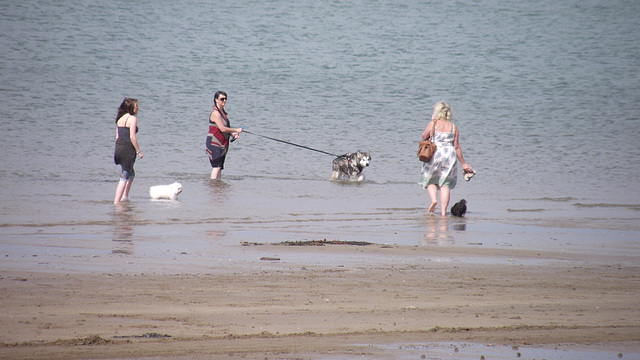 Some friendly dogs meeting up in the water