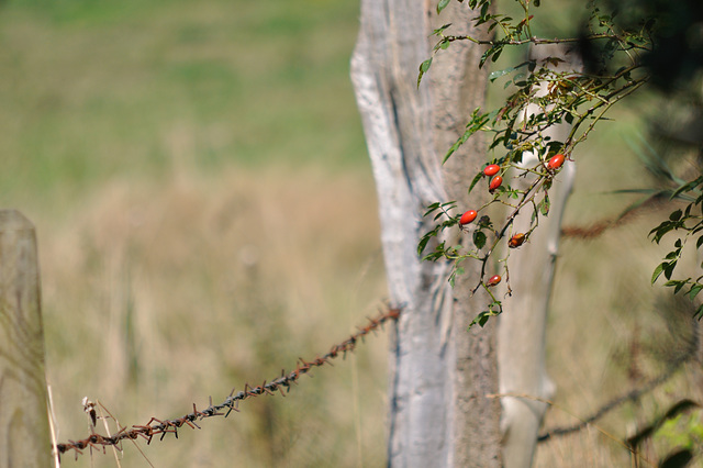 fence