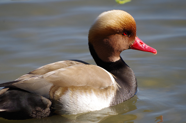 Parc aux oiseaux Villars les Dombes