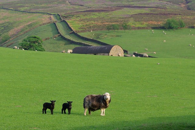 Bray Clough - Mum and her two black sheep