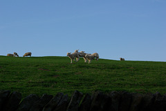 Lamb races