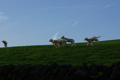 Lamb races