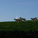 Lamb races
